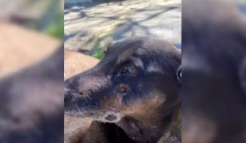 Polícia pede apreensão de passaporte de adolescente suspeito de agredir cão Orelha em SC