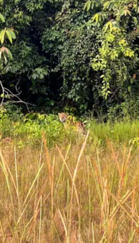Policiais flagram onça-pintada durante patrulhamento em estação ecológica de Rondônia