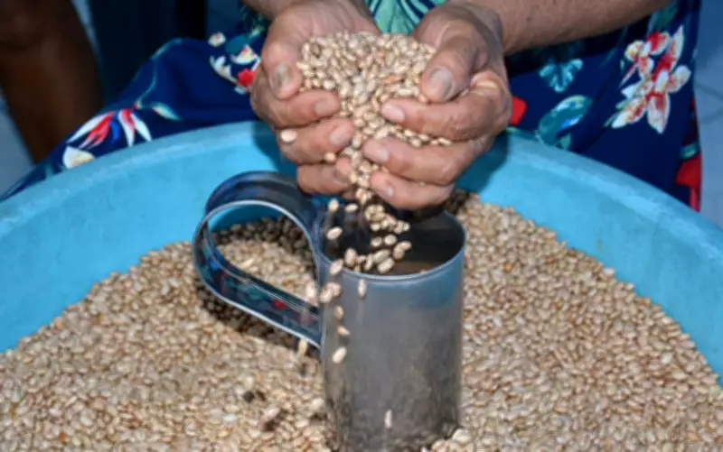 Prefeitura de Feira de Santana distribui 216 toneladas de sementes para safra de inverno