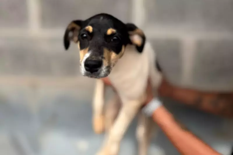 Prefeitura de Teresina questiona lei estadual de proteção animal na Justiça