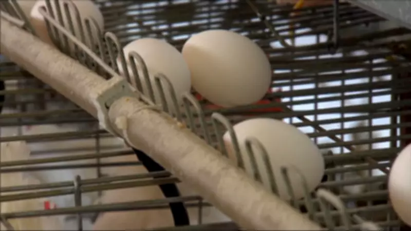 Preço dos ovos dispara 28% com mercado aquecido após pagamento de salários