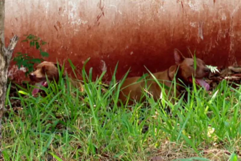 Prestador de serviços é atacado por dois pitbulls em Maringá e corre risco de perder braço