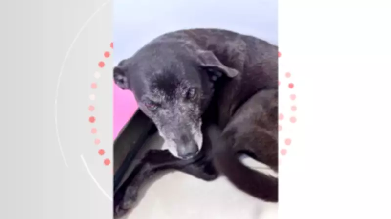 Pretinha, amiga de Orelha, morre de doença renal em Florianópolis após perda do companheiro
