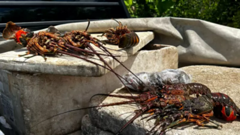PRF apreende 40 kg de lagosta ilegal em período de defeso e prende motorista no RN