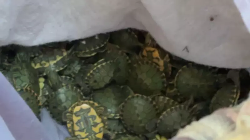 PRF apreende 687 tartarugas tigre-d’água em carro na BR-290, em Porto Alegre