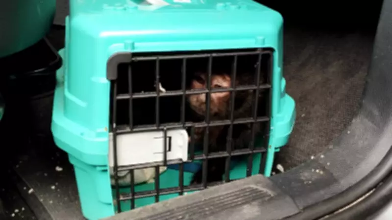 PRF apreende carro roubado e resgata macaco-prego em rodovia de Paracatu