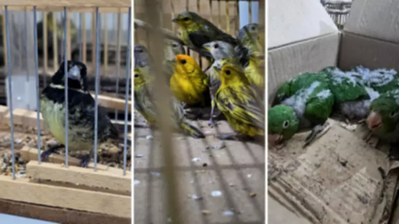 PRF prende homem por tráfico de aves silvestres na Fernão Dias, em Atibaia