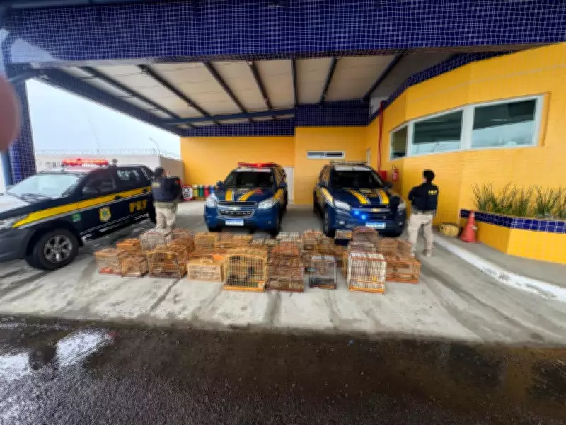 PRF resgata 132 aves silvestres comercializadas ilegalmente na BR 407 em Petrolina