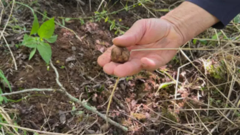 Produtor gaúcho descobre trufa rara por acaso e transforma achado em negócio lucrativo