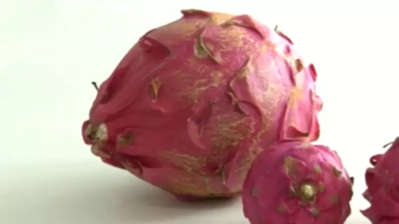 Produtor paulista colhe pitaia gigante de quase 2 quilos em propriedade rural