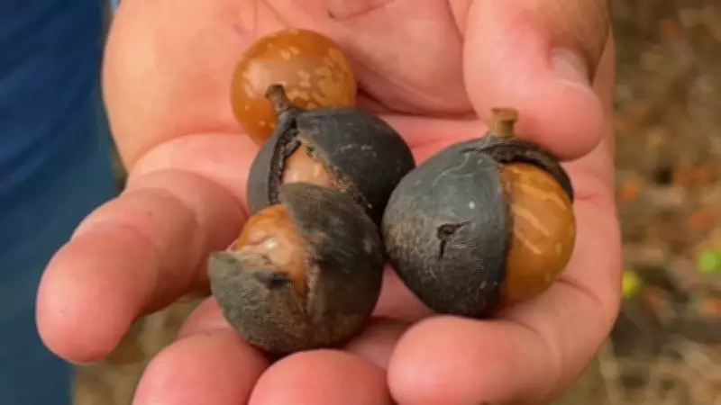 Produtores de macadâmia projetam aumento de 50% na safra após queda histórica de 80%