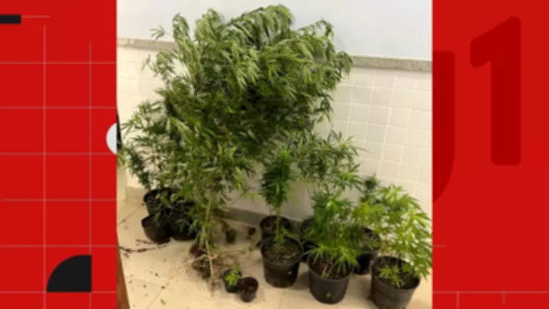 Proprietário de hostel é preso com plantação de maconha em Divino de São Lourenço, ES