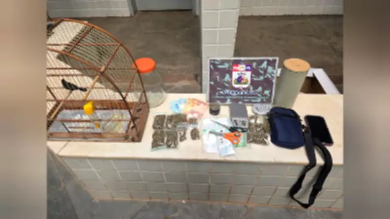 Pássaro silvestre apreendido em operação policial que flagrou tráfico de drogas em Santarém