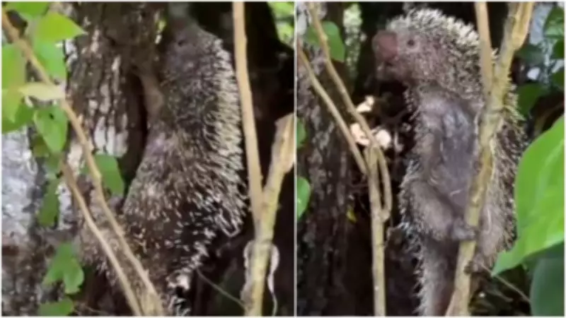 Quandu-de-baturité é resgatado e devolvido à natureza pela polícia ambiental no Ceará