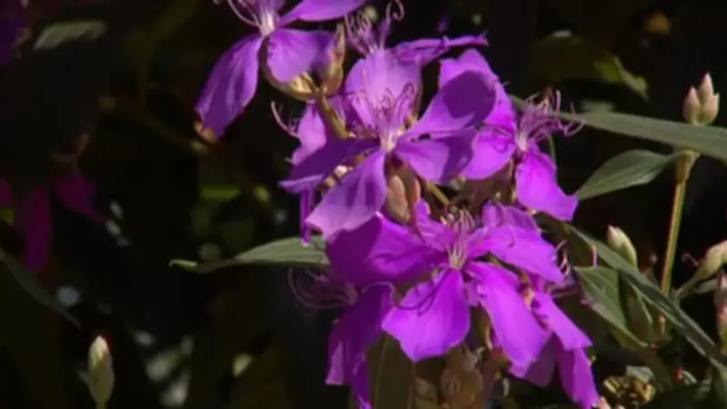 Quaresmeiras florescem antes da Páscoa e colorem ruas no interior de São Paulo
