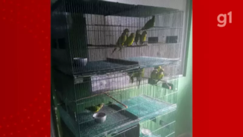 Queda de eucalipto no MA mata 350 periquitos; 16 sobrevivem em tratamento