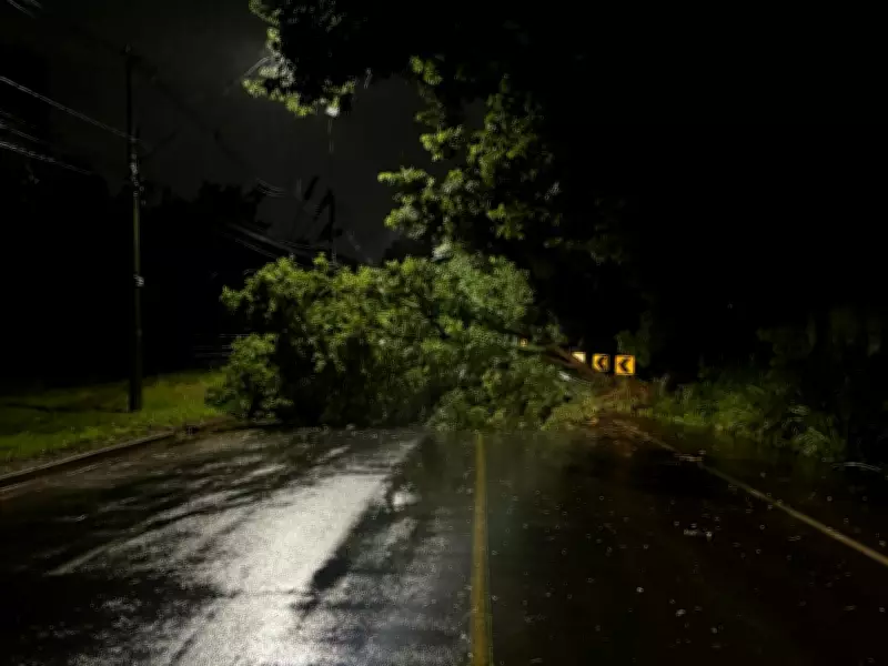 Queda de Árvore de Grande Porte Interdita Estrada da Rhodia em Campinas Após Chuva