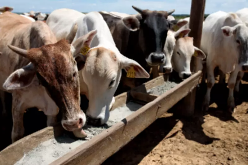 Queda histórica do rebanho bovino nos EUA abre oportunidade estratégica para o Brasil