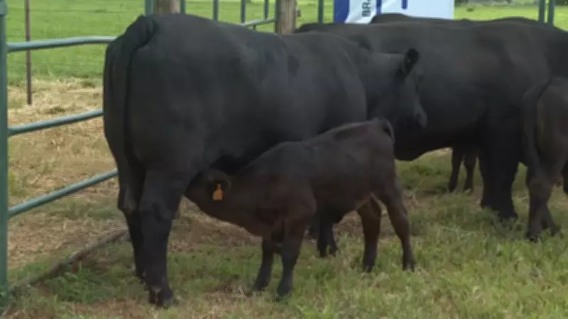 Raça Brangus: A combinação perfeita entre rusticidade e qualidade da carne