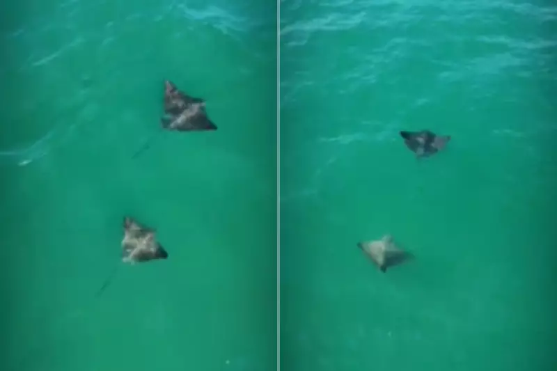 Raias-chita surpreendem surfistas em Guarujá, SP: encontro raro no mar
