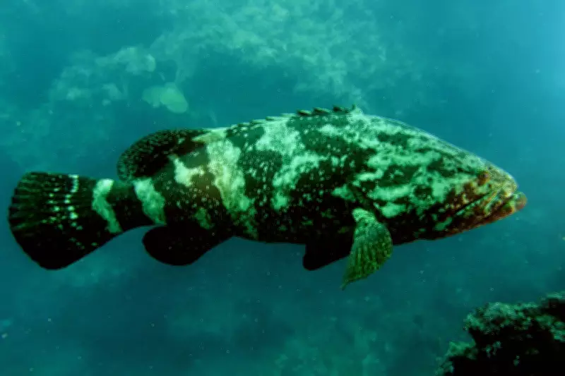 Raro peixe mero, criticamente ameaçado, é avistado em mergulho científico no litoral de Alagoas