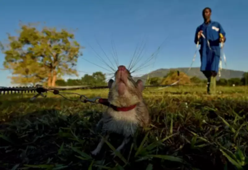 Ratos, furões e cães: animais heróis salvam vidas em missões de desminagem e saúde