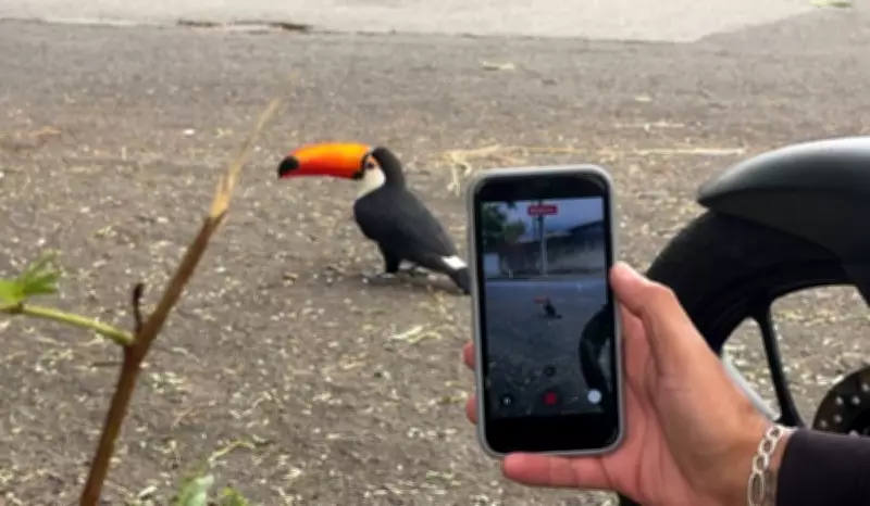 Registros de animais silvestres triplicam em Campinas com tucano 'amigão' como atração