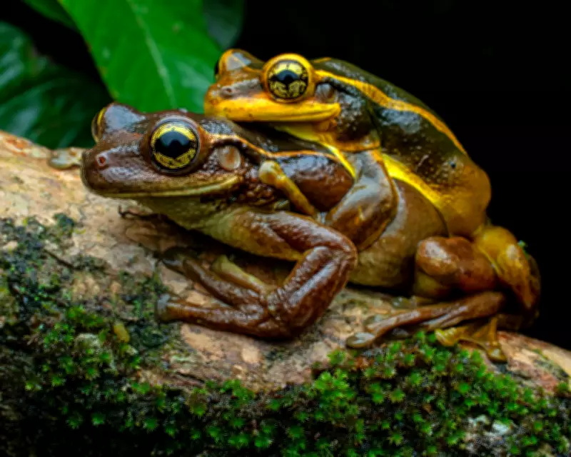 Reprodução explosiva de pererecas-grudentas é registrada em Antonina, no litoral do Paraná