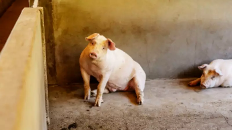 Robô com IA para alimentação de suínos será destaque no Show Rural Coopavel