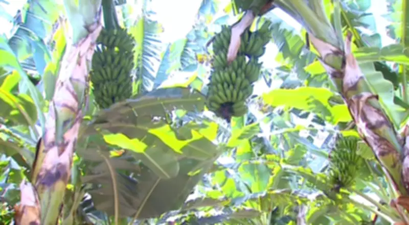 Rurópolis sedia 1º Simpósio de Bananicultura com foco em biotecnologia e capacitação