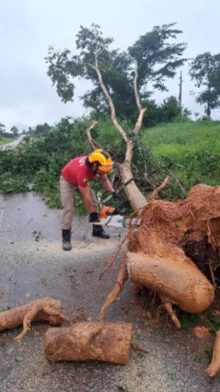 Árvore cai e interdita parcialmente a BR-317 no Acre após fortes chuvas