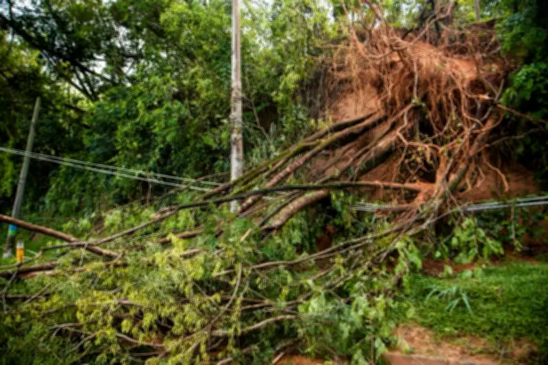 Árvore cai sobre rede elétrica e interrompe tráfego na RJ-127 em Paracambi