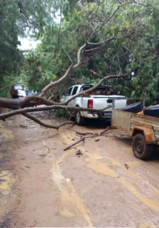 Árvore de grande porte cai sobre caminhonete em estrada rural de Janaúba após chuva intensa