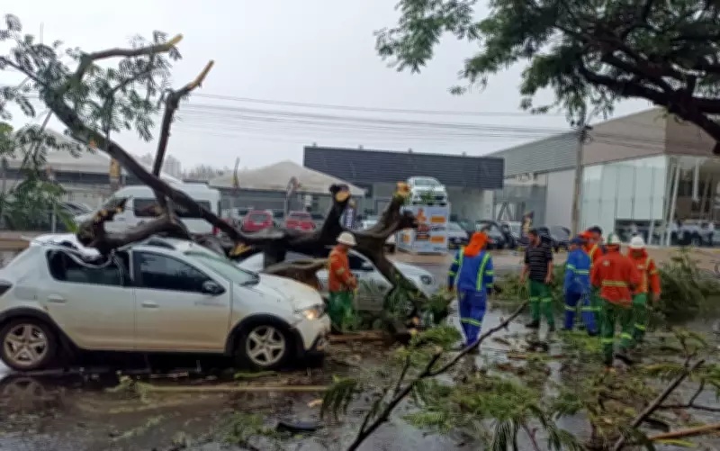 Árvore de grande porte cai sobre veículos em semáforo de Goiânia e causa susto