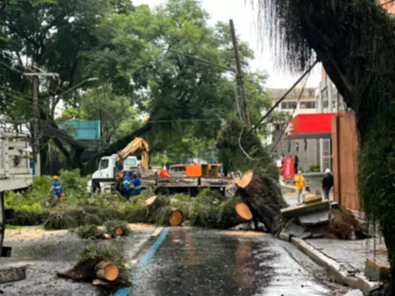 Árvore de grande porte desaba e interdita Avenida José Longo em São José dos Campos