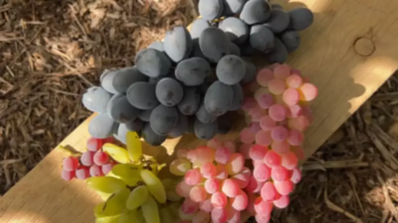 Safra da uva atrasa no Sudoeste de SP devido ao clima imprevisível