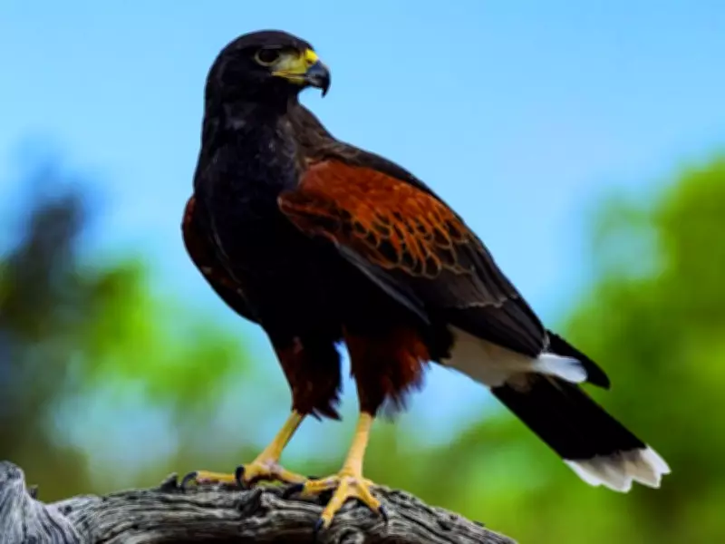 Santos lança campanha educativa sobre gaviões após ataques a moradores