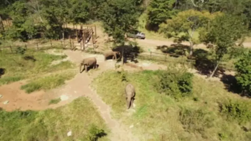 Santuário de Elefantes Brasil tem licença restabelecida após investigação de mortes