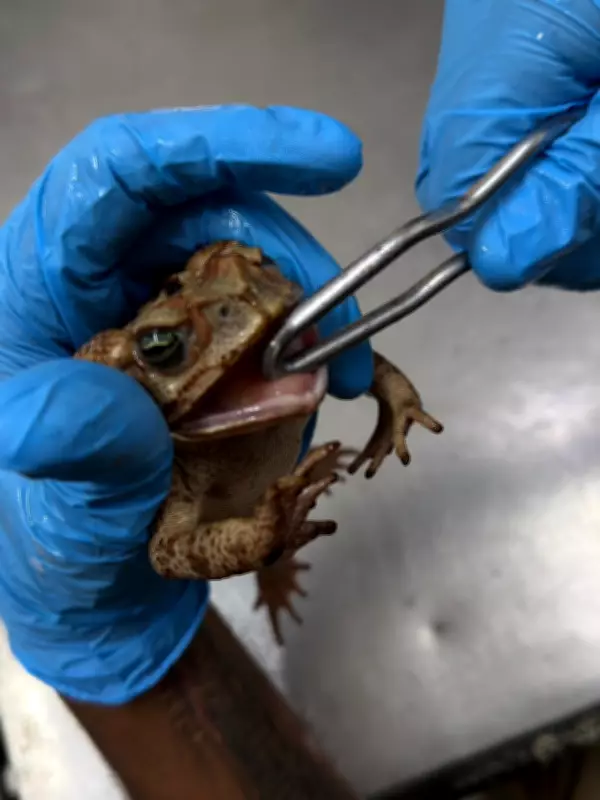 Sapo-cururu com boca colada é tratado e devolvido à natureza em Volta Redonda