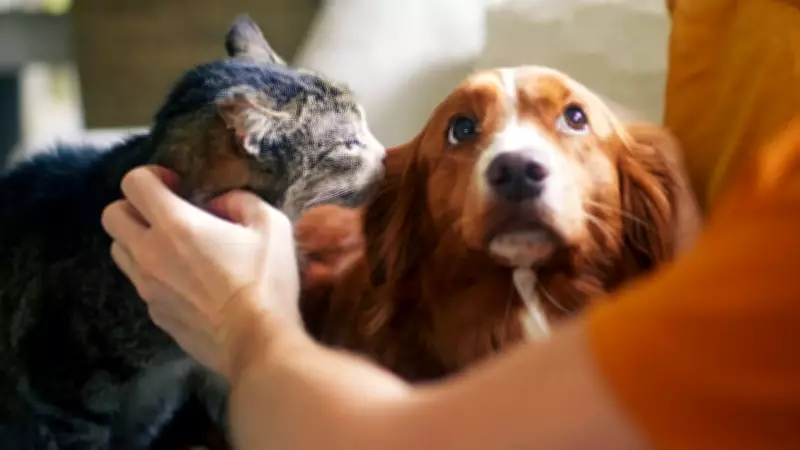 Senado aprova lei de proteção a animais em desastres e emergências