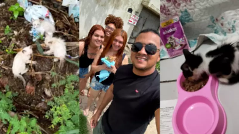 Sete filhotes de gatos abandonados no lixo e na chuva são resgatados e adotados em Teresina