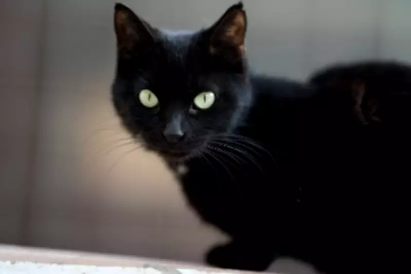 Sexta-feira 13: O Ano com Três Dias de Azar e a História por Trás da Superstição