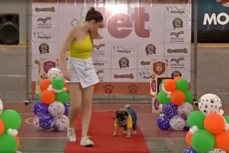 Show Pet 2025: Desfile de Fantasias e Adoção Animam Corumbá