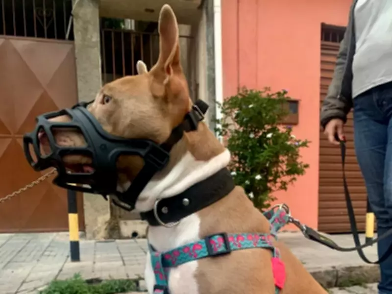 São José dos Campos debate leis mais duras para cães de grande porte após ataques fatais