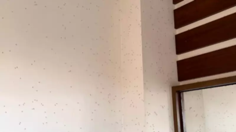 São José dos Campos enfrenta infestação de pernilongos e alerta para risco de dengue