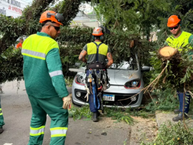 São Paulo registra nove quedas de árvores e recorde de trânsito em dia de chuva