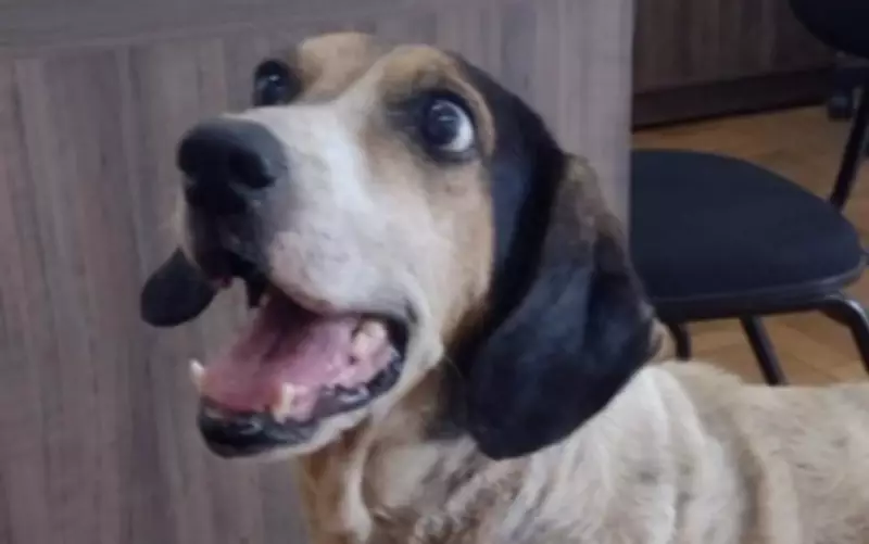 São Sebastião do Paraíso: Dois casos graves de maus-tratos a animais em três dias mobilizam comunidade