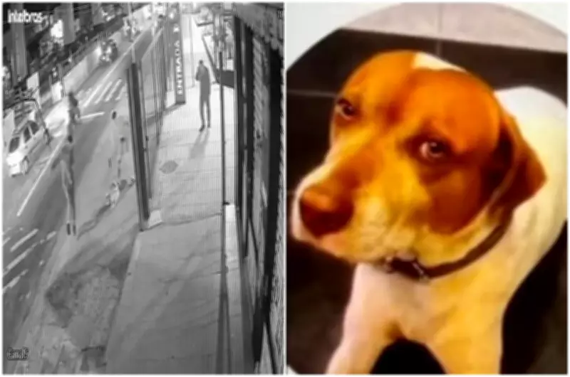 Soldado da PM é suspeito de executar cachorro comunitário a tiros na Zona Leste de SP
