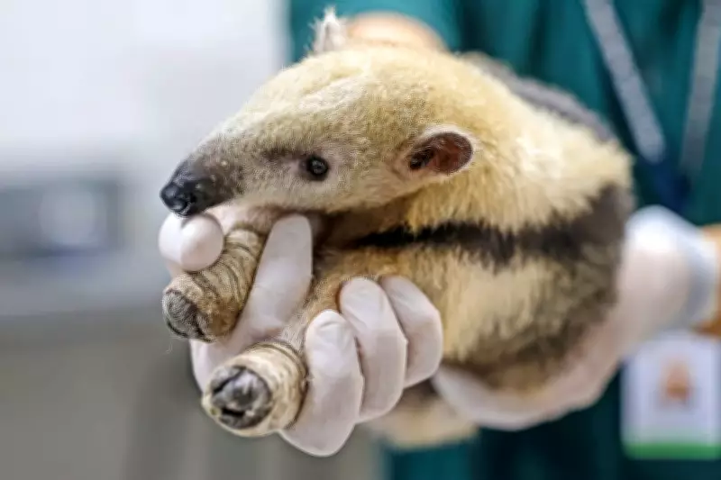 SP investe R$ 40 milhões em três novos Cetras para animais silvestres no interior