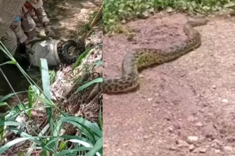 Sucuri de 5 metros assusta moradores e é resgatada por bombeiros em Corumbá